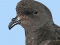 Hydrobates pelagicus giugno 2014_A.DeFaveri.jpg