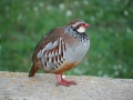 N.Baccetti_Alectoris rufa.JPG