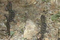 Banner specie