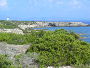 Foto 1.2 - ginepreti Franca Zanichelli