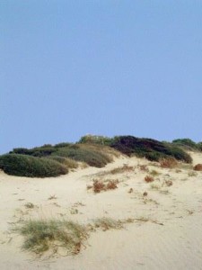 O.Casnati_dune lacona_web