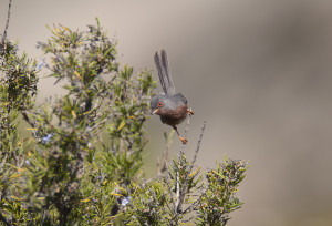 Sylvia undata magg 2012_A.DeFaveri