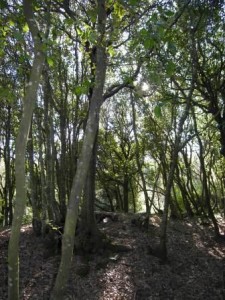 bosco5_F.Giannini.web