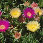 Carpobrotus G.Ferretti