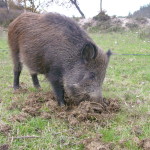 Cinghiale_F.Giannini (4)