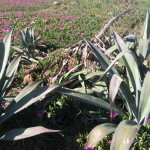 agave americana_M.Giunti