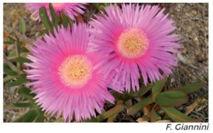 Carpobrotus