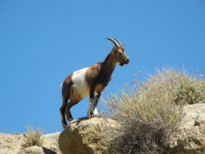 Capra di Montecristo_FG (5)